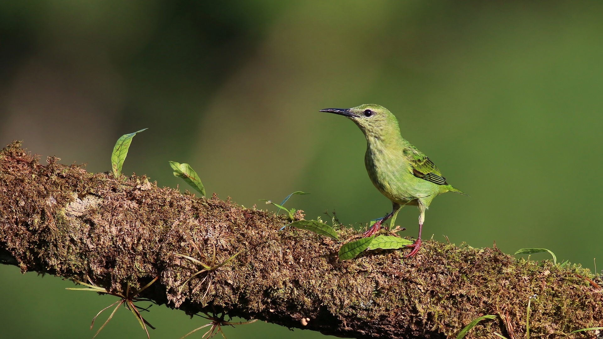 Red-legged Honeycreeper — Ana fotoğraf
